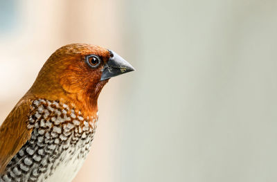 Close up of scaly breasted munia bird on white background with empty space