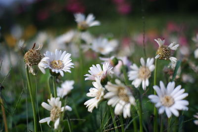 Close-up of honey bee on white flowering plants
