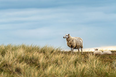 Sheeps on sylt