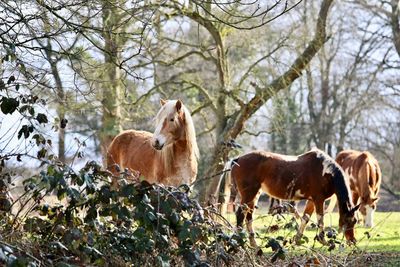 Horses in a horse