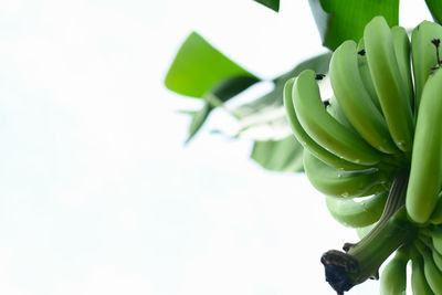 Low angle view of banana tree against white background