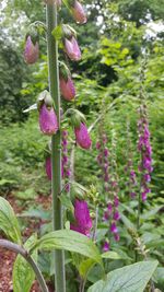 Close-up of pink flowers growing on plant