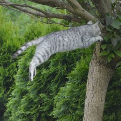 Cat on tree trunk