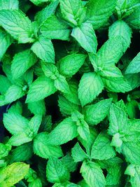 Full frame shot of fresh green plants