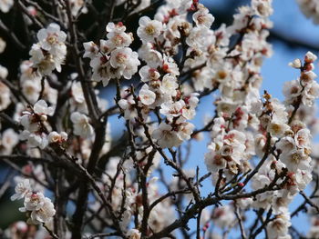 Low angle view of cherry blossom