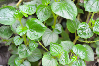 The plant of peperomia pellucida or sirih cina or ketumpang air