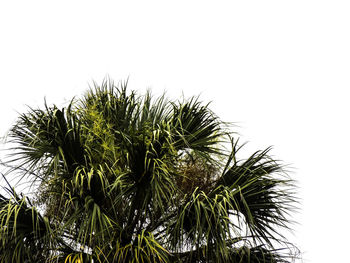 Low angle view of plant against clear sky