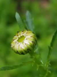 Close-up of flower blooming outdoors