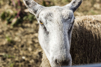 Close-up of horse on field