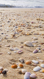 Surface level of shells on shore at beach