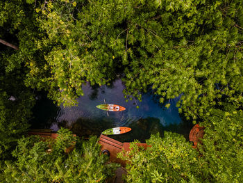 High angle view of trees in forest