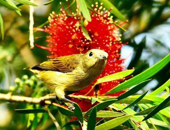 Close-up of a bird perching on plant