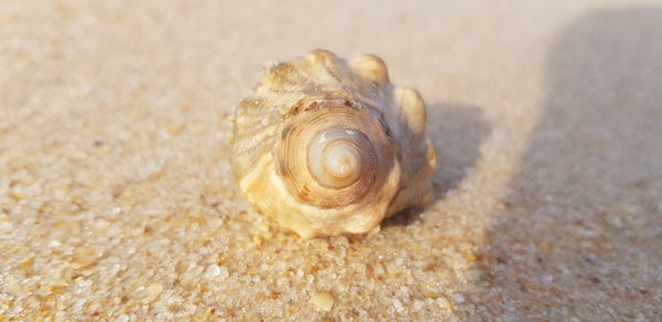 Close-up of seashell on beach