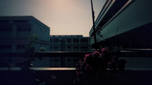 Low angle view of flowering plants by building against sky