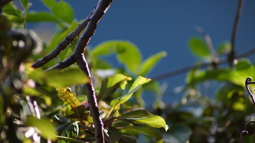 Close-up of fresh green plant