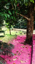 Pink flowers growing in park