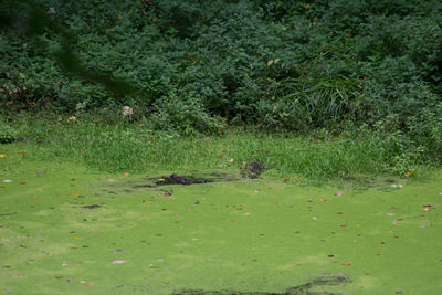 Ducks on green grass by tree