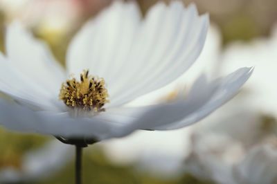 Close-up of white flowering plant