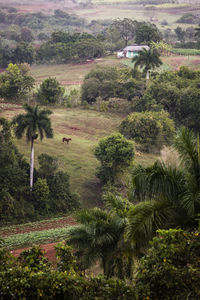 High angle view of trees on field