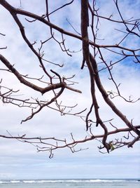 Bare tree by sea against sky