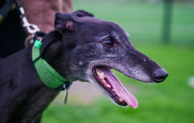 Close-up of a dog