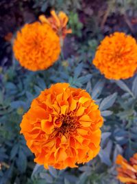 High angle view of orange flower