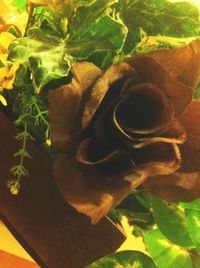 leaf