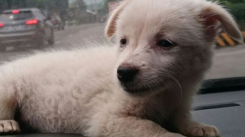 Close-up portrait of dog