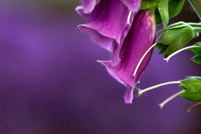 Close-up of purple flowering plant