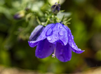 Close-up of raindrops on purple flower