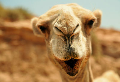 Close-up portrait of camel against rock formations