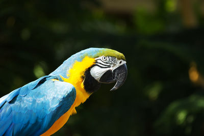 Close-up of gold and blue macaw