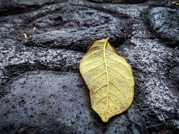 Close-up of leaf on ground