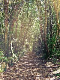 Footpath amidst trees in forest