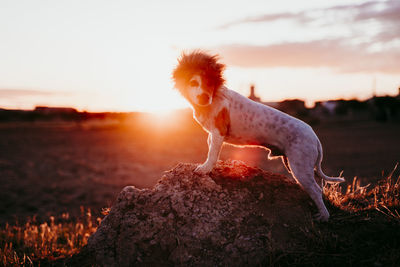 Dog looking away on field during sunset