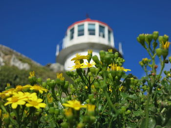 Low angle view of yellow flowers against clear blue sky