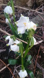 High angle view of white flowers blooming outdoors