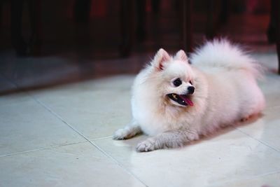 Close-up portrait of dog on tiled floor