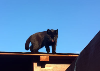 Portrait of black cat on roof against clear blue sky