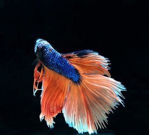 Thai betta fish, blue-tailed orange, with a black background