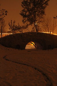 View of trees on field during winter at night