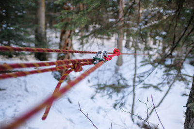 Close-up of snow on branch in forest