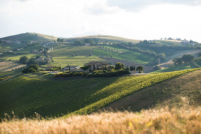 Scenic view of agricultural field against sky