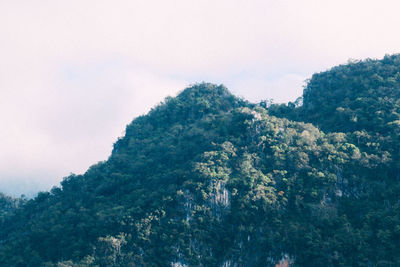 Low angle view of trees against sky