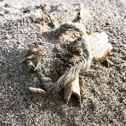 High angle view of crab on sand