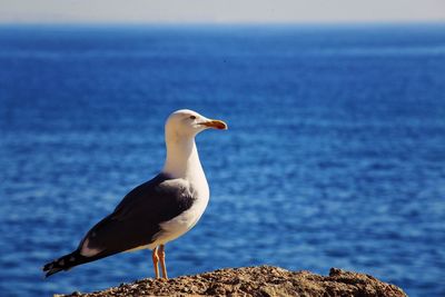 Close-up of seagull perching on sea against sky