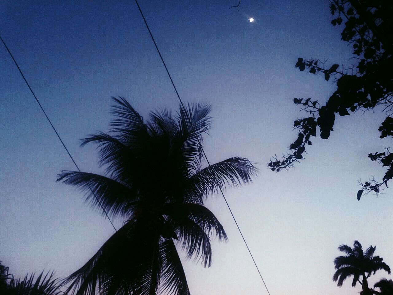 low angle view, palm tree, tree, silhouette, clear sky, sky, growth, tranquility, nature, beauty in nature, blue, power line, dusk, scenics, outdoors, night, tranquil scene, no people, moon, branch