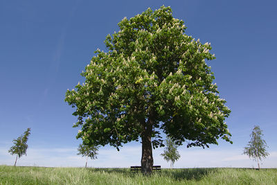 Scenic view of grassy field against blue sky