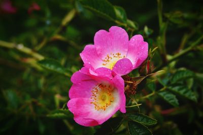 Close-up of pink flower