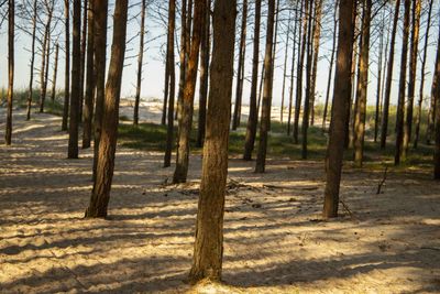 Pine trees in forest